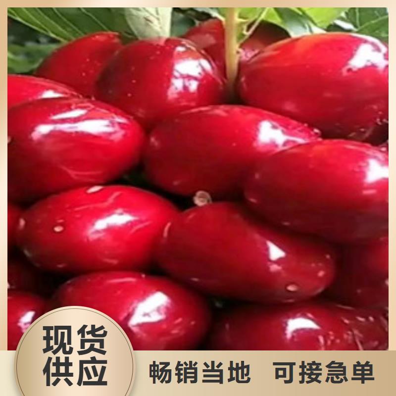樱桃苗质量优良质检严格放心品质