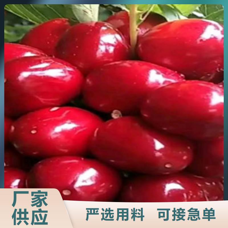 定制樱桃苗的批发商老品牌厂家