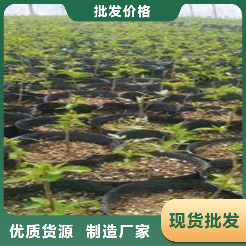 樱桃苗、樱桃苗厂家-找兴海苗木种植合作社同城公司