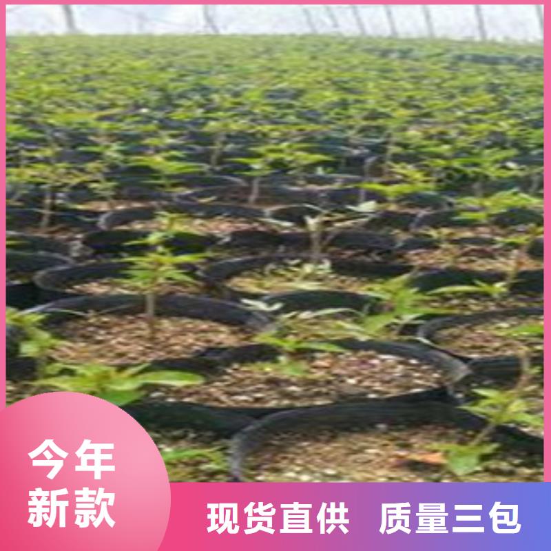 樱桃苗厂家广受好评