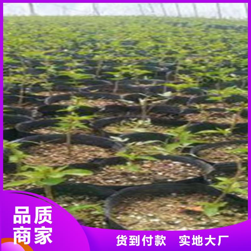 附近樱桃苗厂家