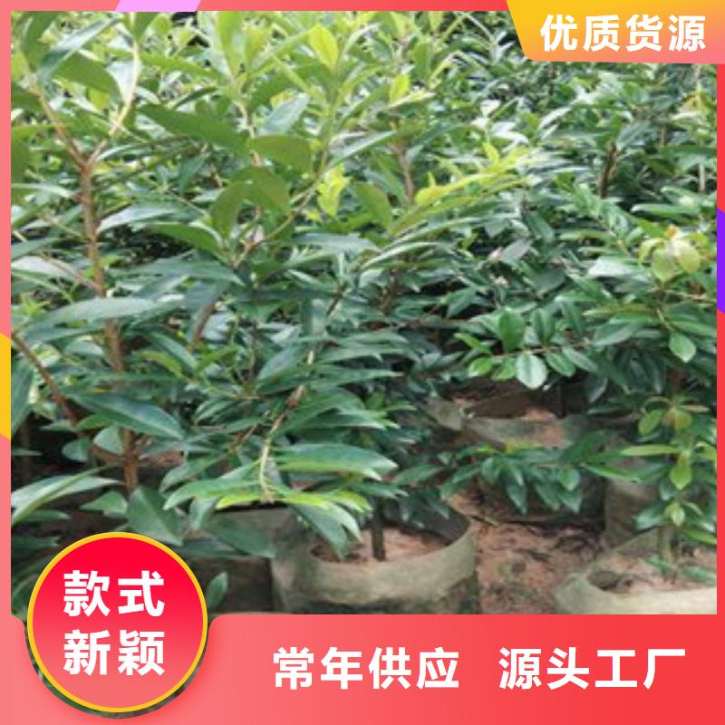 樱桃苗-优质靠谱