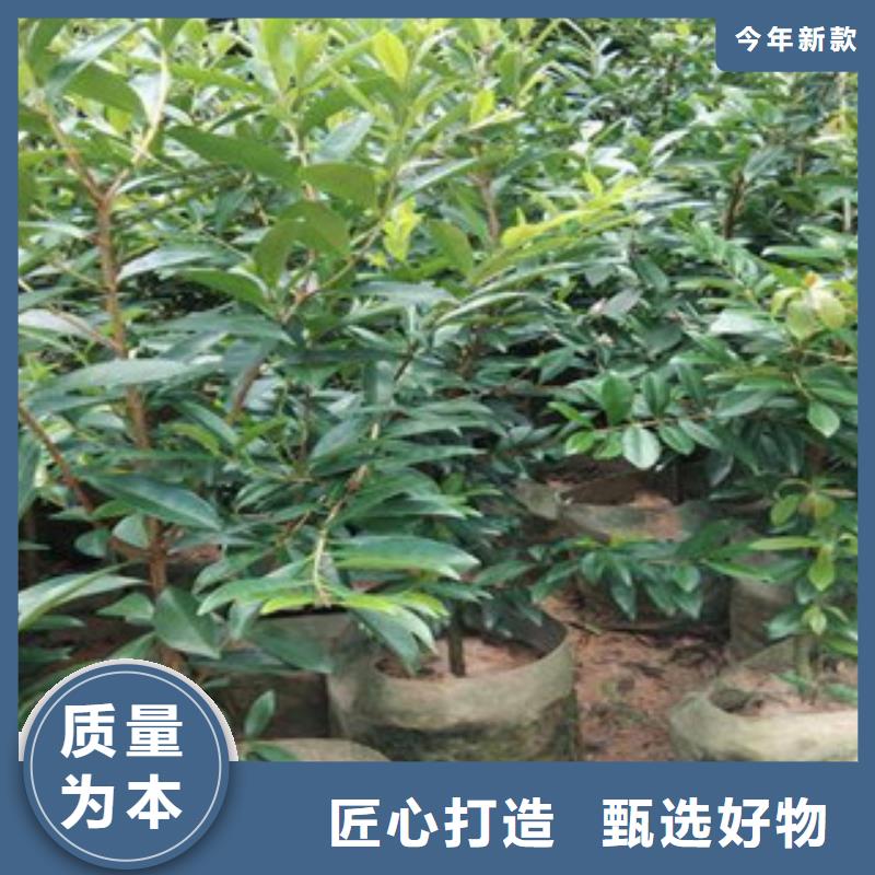 常年供应樱桃苗-全国配送