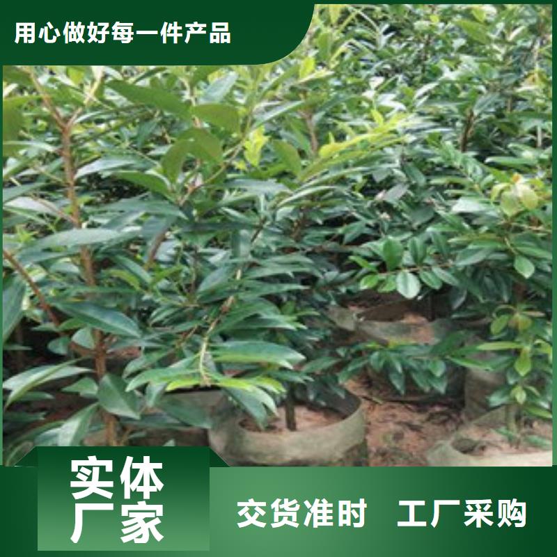价格公道的樱桃苗厂家工厂采购