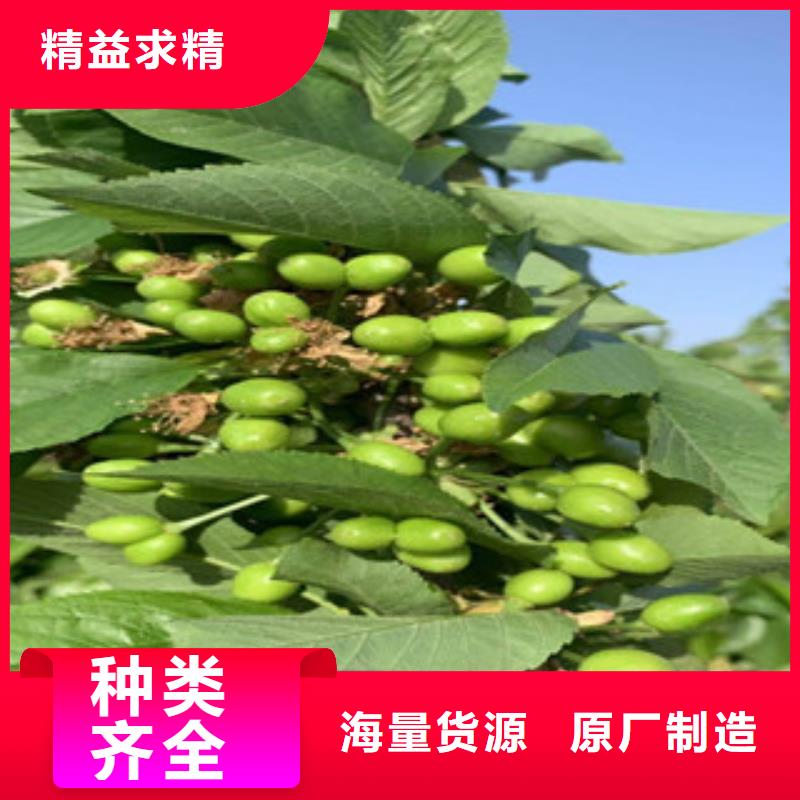 樱桃苗发货就是快