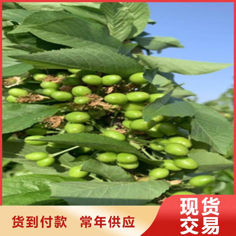 樱桃苗用途同城供应商