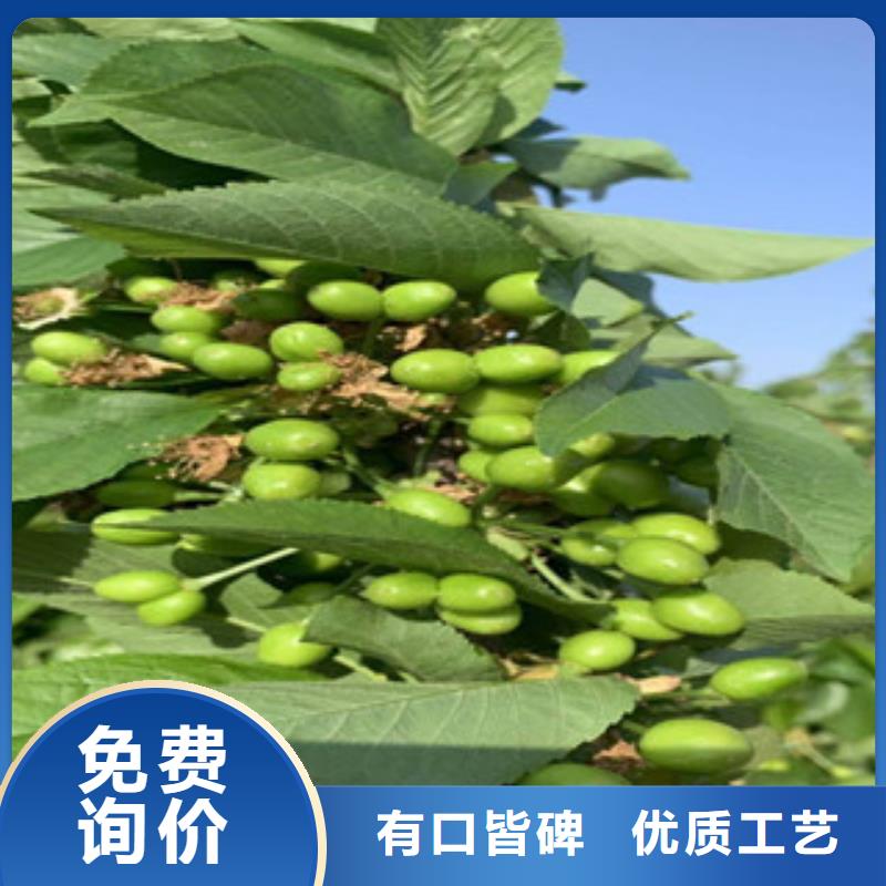 樱桃苗直销厂家放心选购