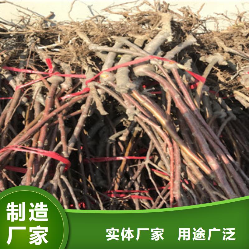本地性价比高的樱桃苗厂家