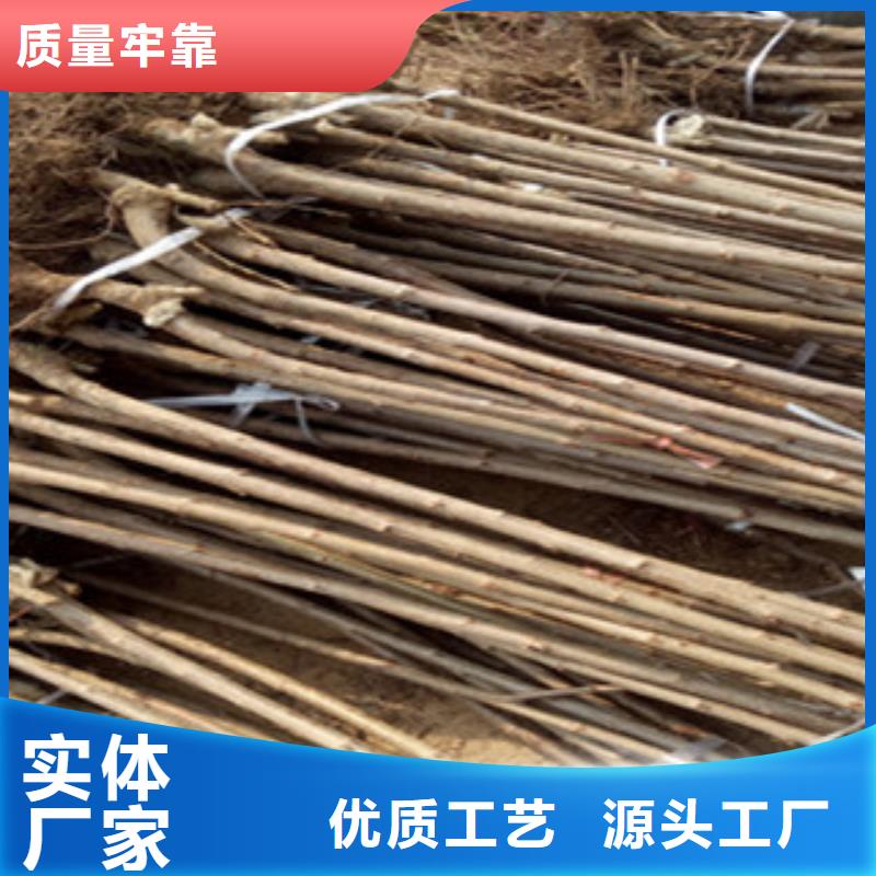 樱桃苗不怕同行比质量供应商