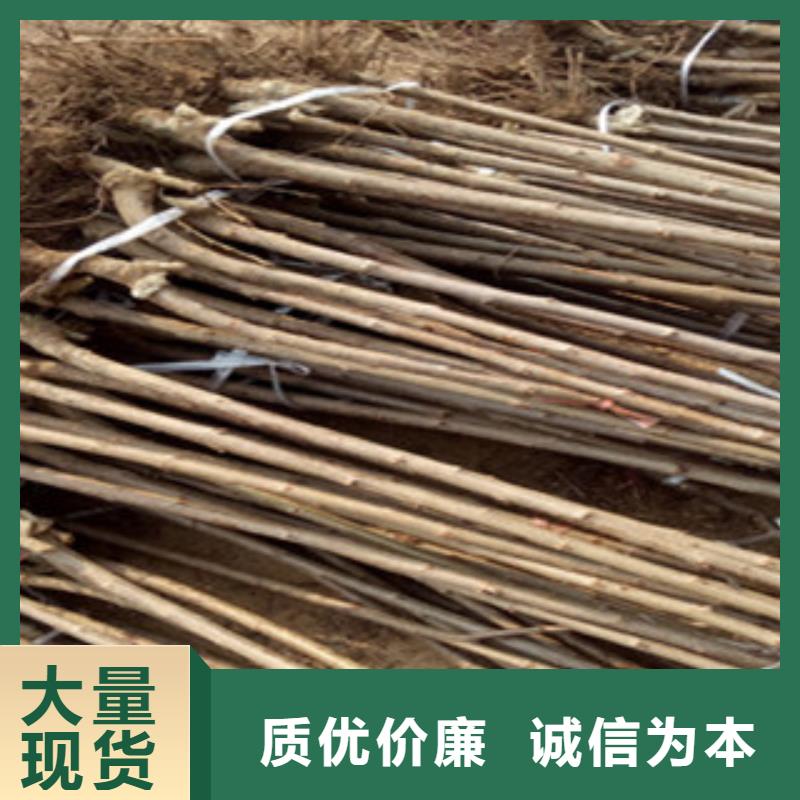 樱桃苗用途