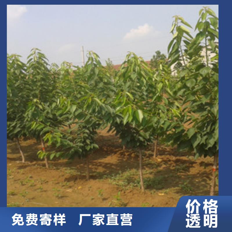 ##樱桃苗厂家品牌企业