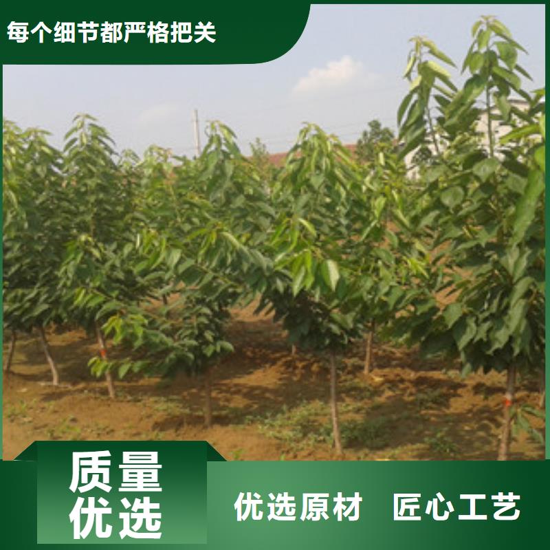 樱桃苗优势特点