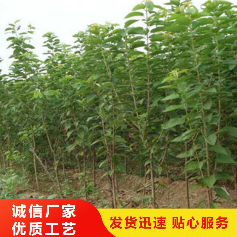 樱桃苗厂家市场价