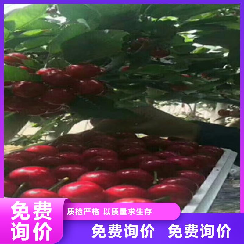 樱桃苗、樱桃苗生产厂家-价格合理