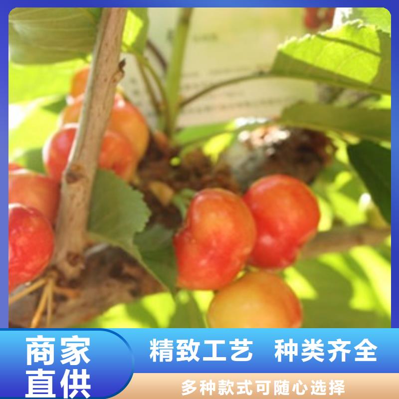 #樱桃苗#-质优价廉免费安装