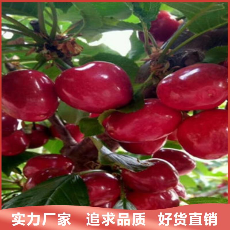 樱桃苗厂家-优惠