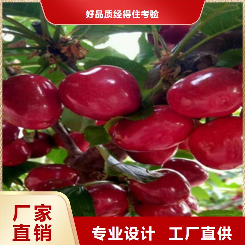 常年供应樱桃苗-全国配送