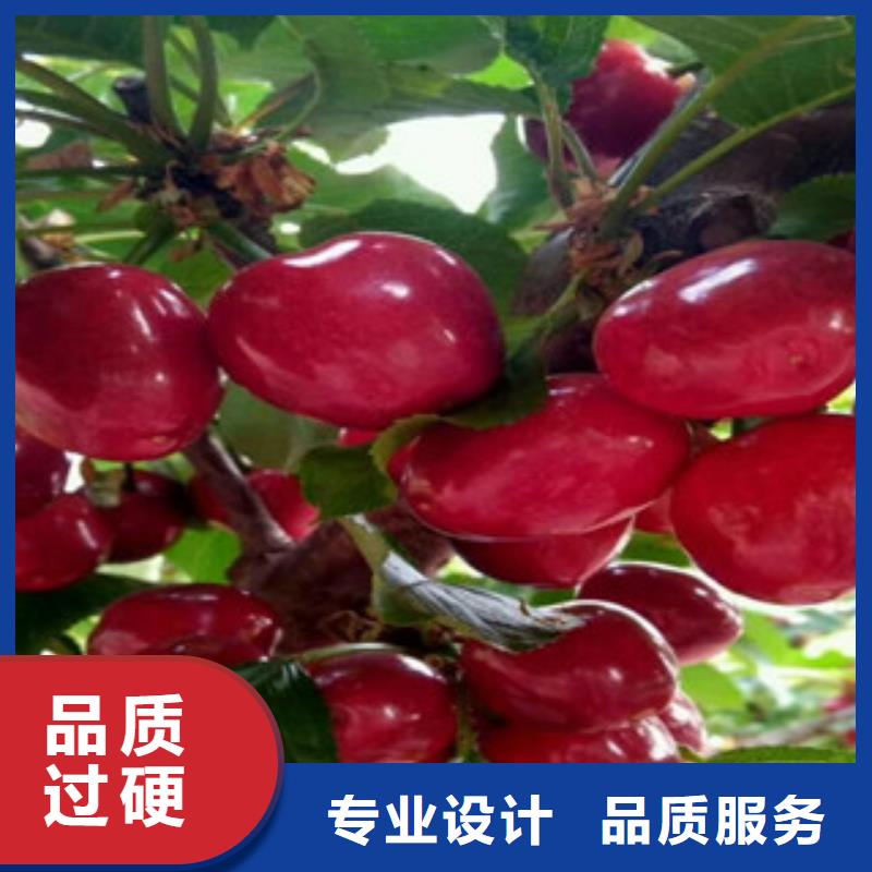 樱桃苗、樱桃苗生产厂家-价格合理