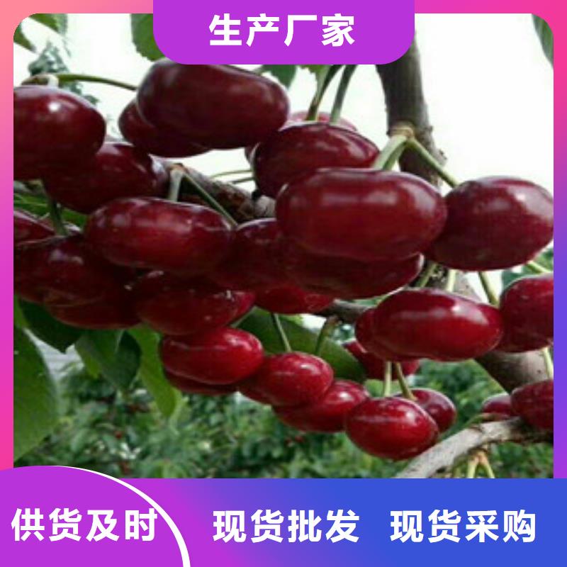 质量优的樱桃苗现货厂家