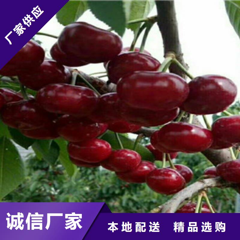 樱桃苗厂家-优惠