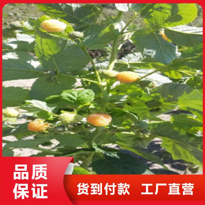 价格合理的树莓苗厂家一件也发货