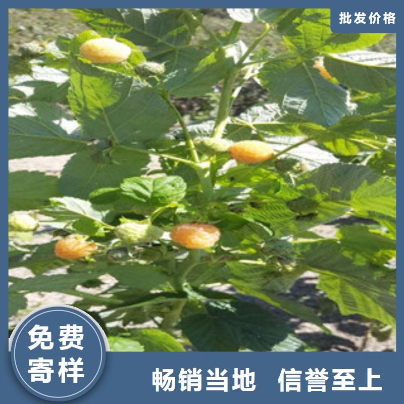 树莓苗_树莓苗厂家精挑细选好货