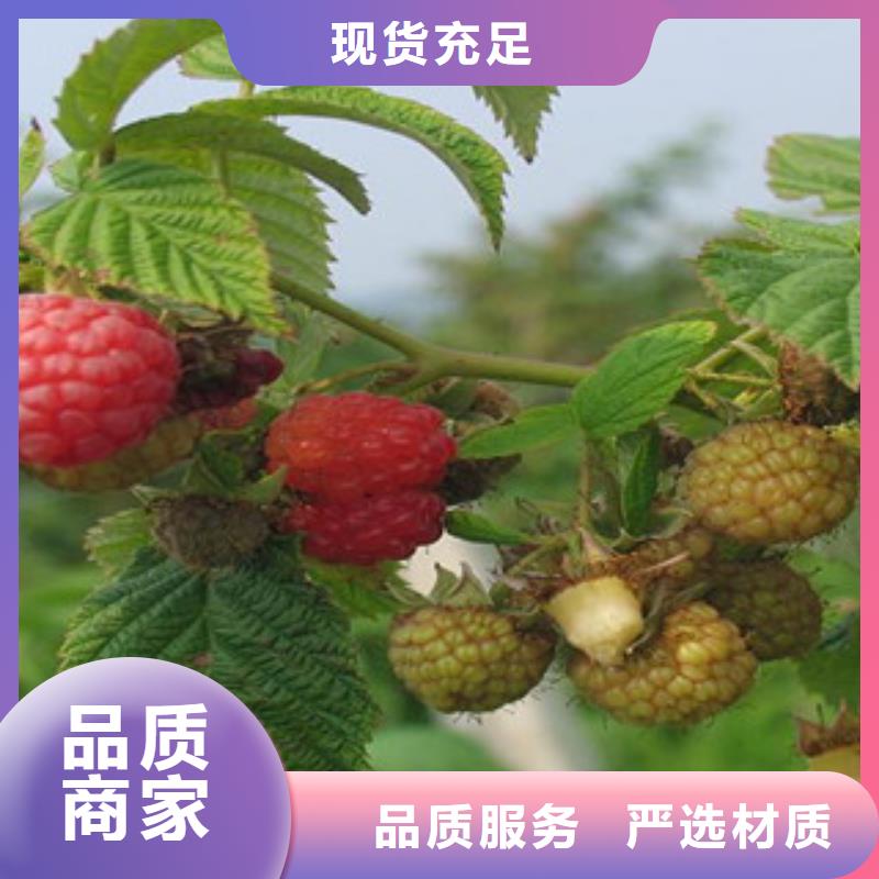 树莓苗定制源头厂家量大价优