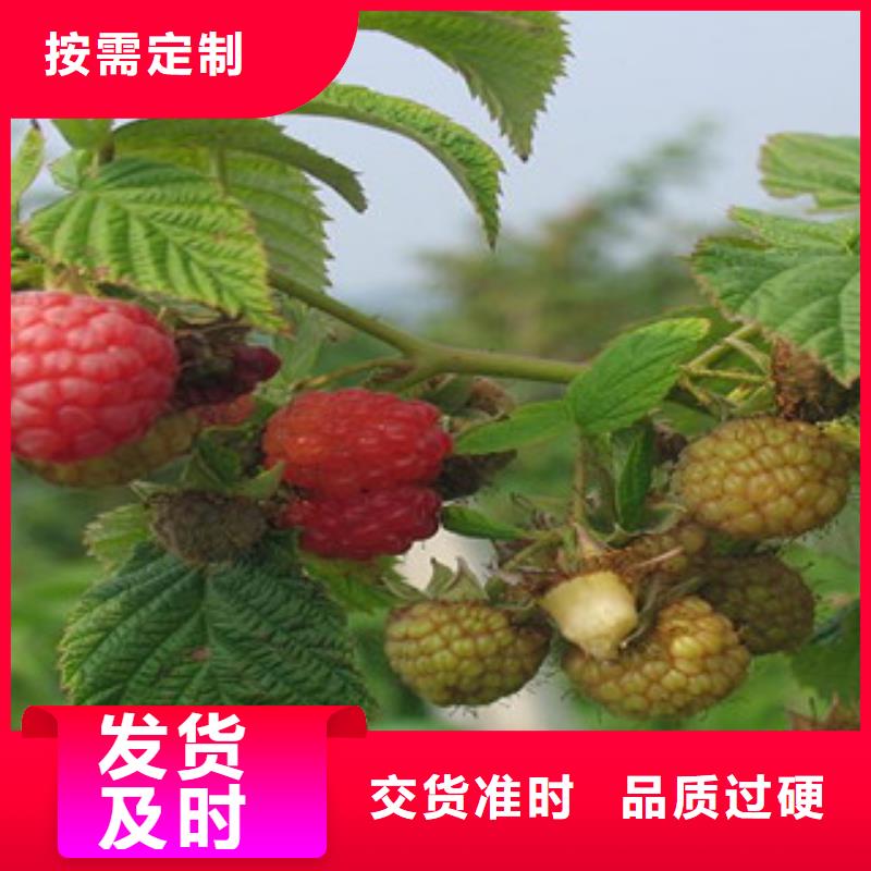 树莓苗现货上市