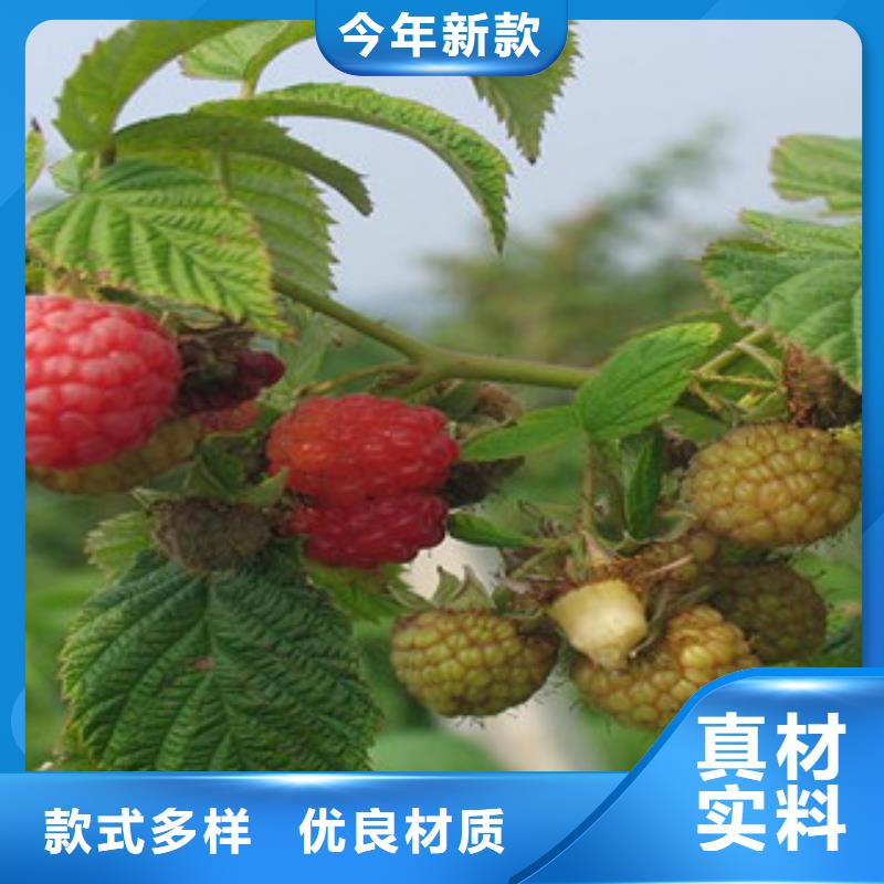 树莓苗企业-让您放心