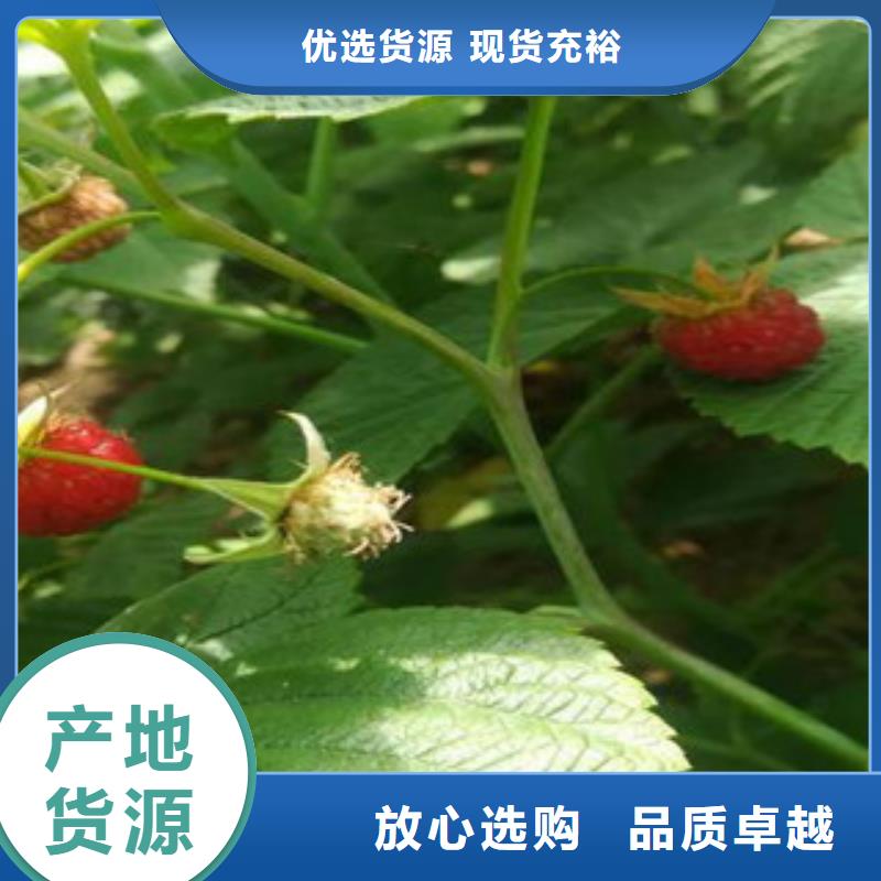 诚信为本树莓苗厂家