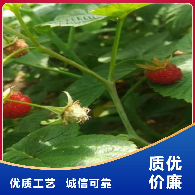 树莓苗行内优选