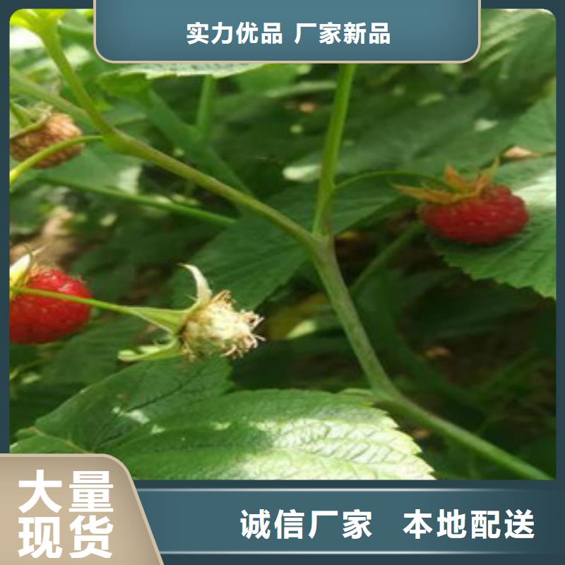 买树莓苗必看-专业品质