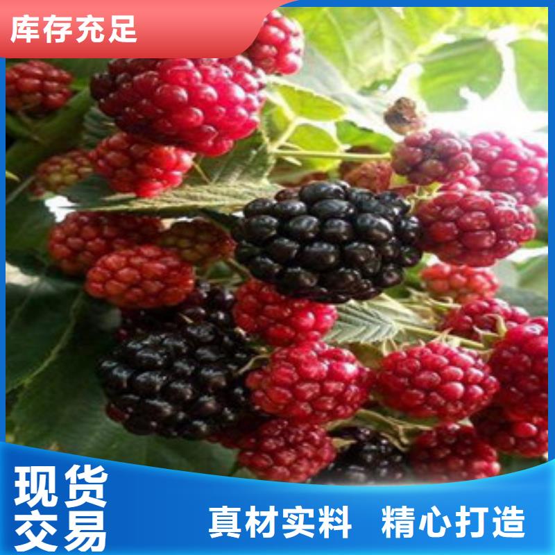 树莓苗多年经验