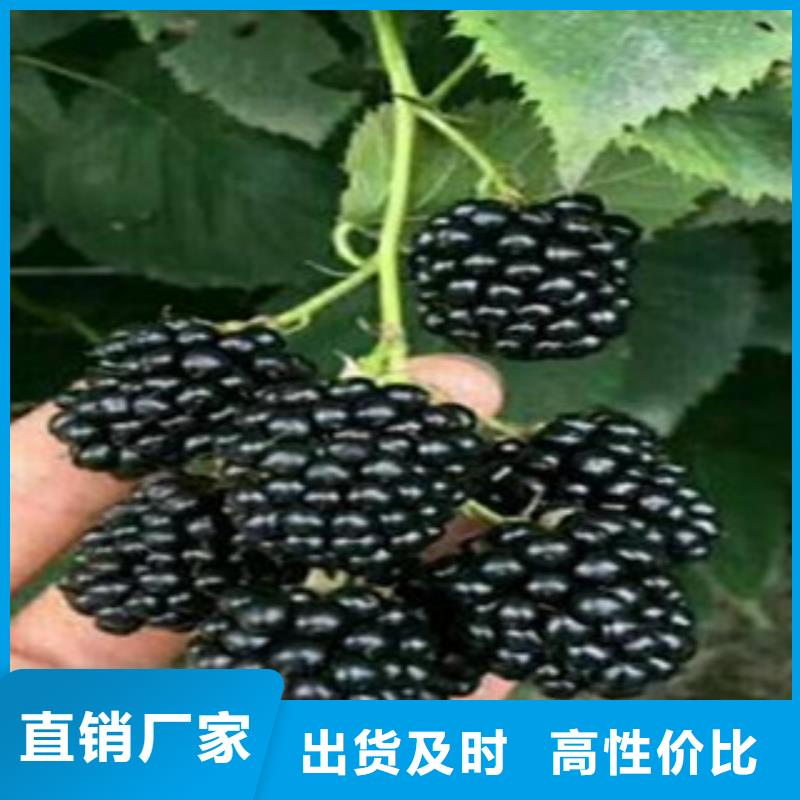 树莓苗行内优选