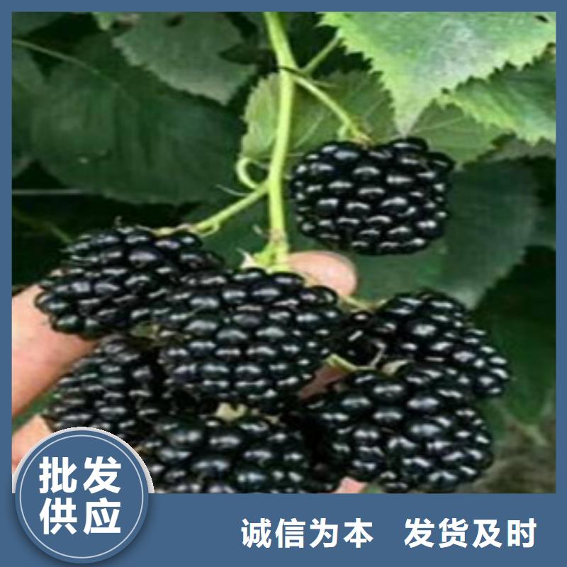 树莓苗咨询电话