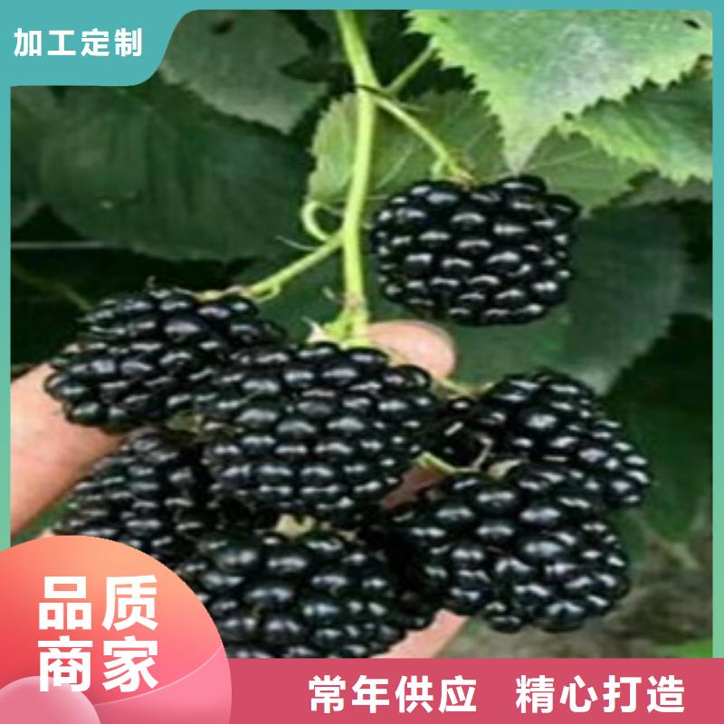 优质的树莓苗厂家好货直销