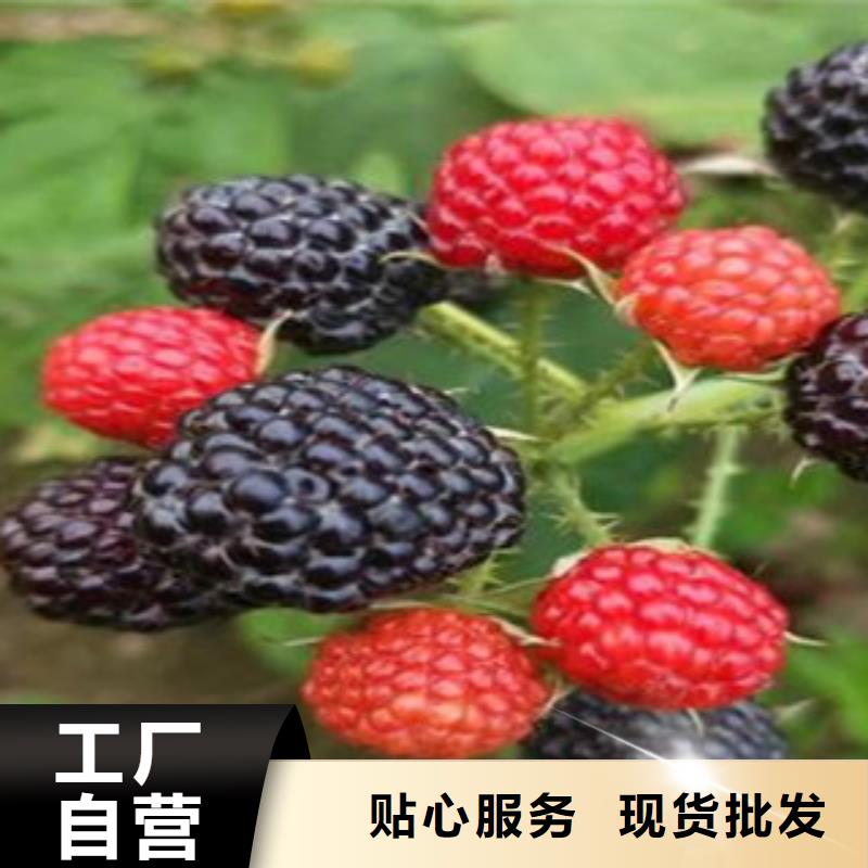树莓苗让利促销客户好评