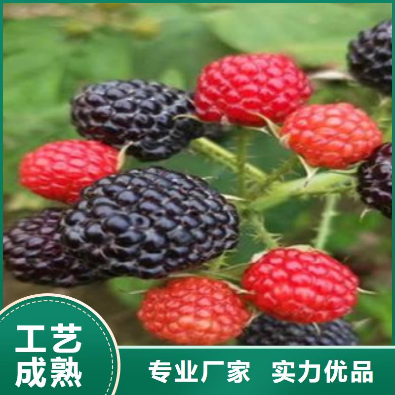 树莓苗多重优惠