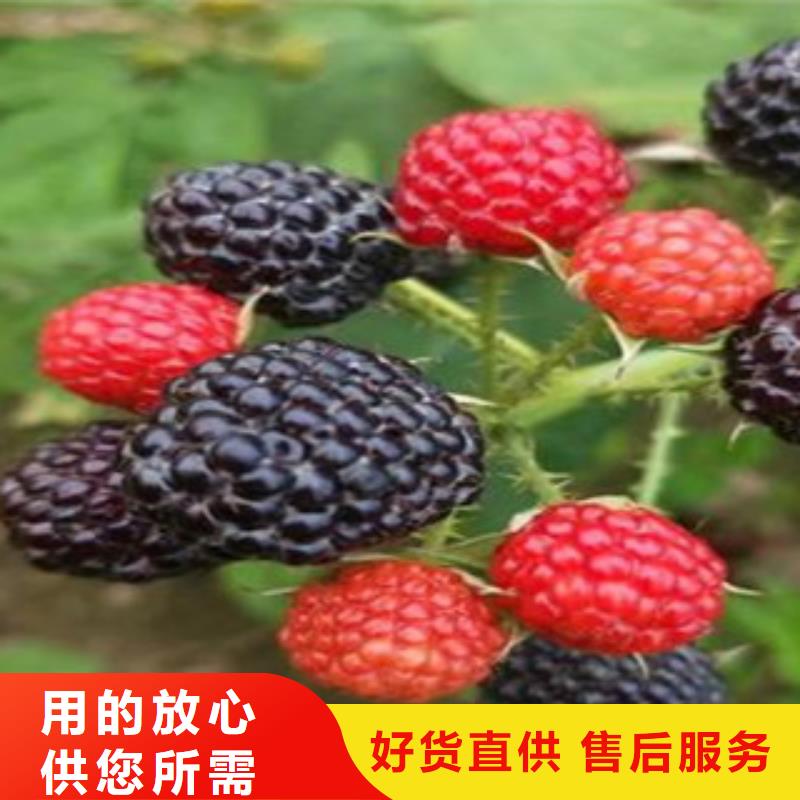 树莓苗价格欢迎来电