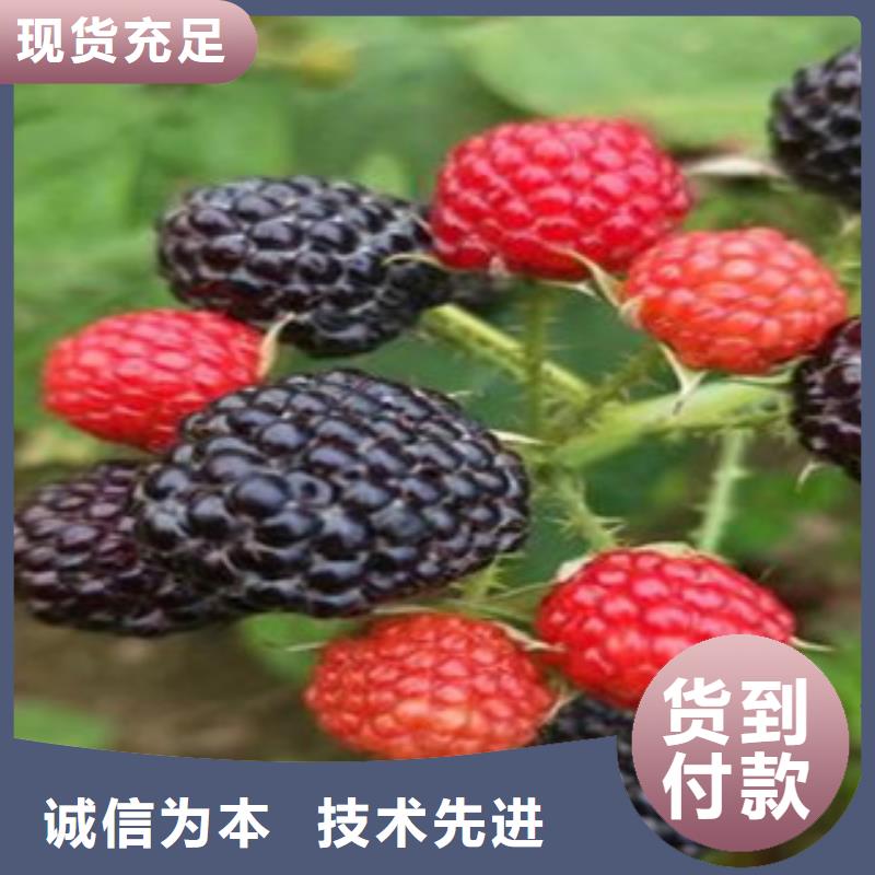 树莓苗安装