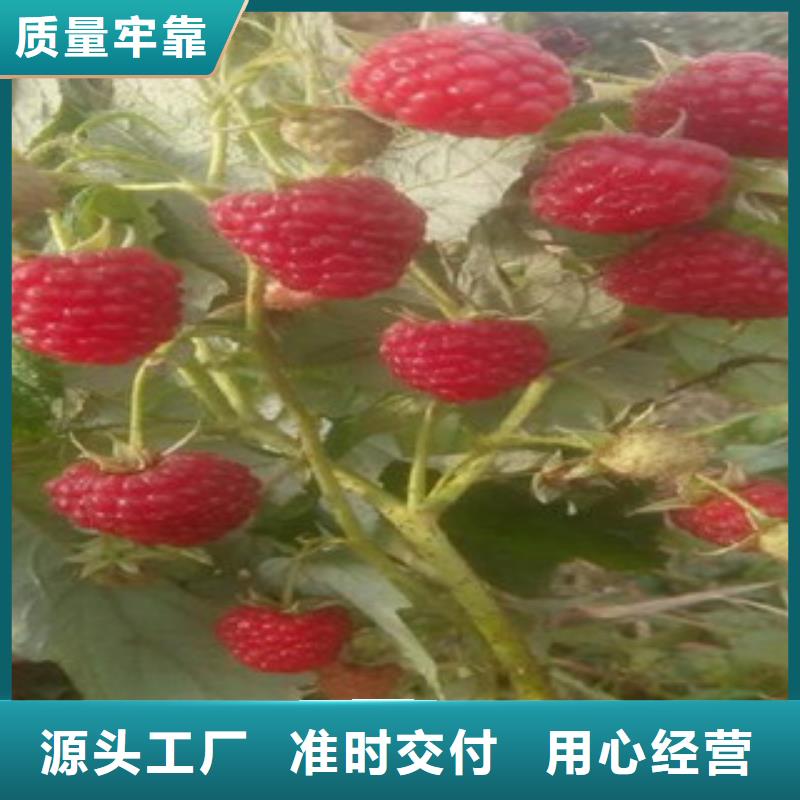 树莓苗、树莓苗厂家直销_大量现货
