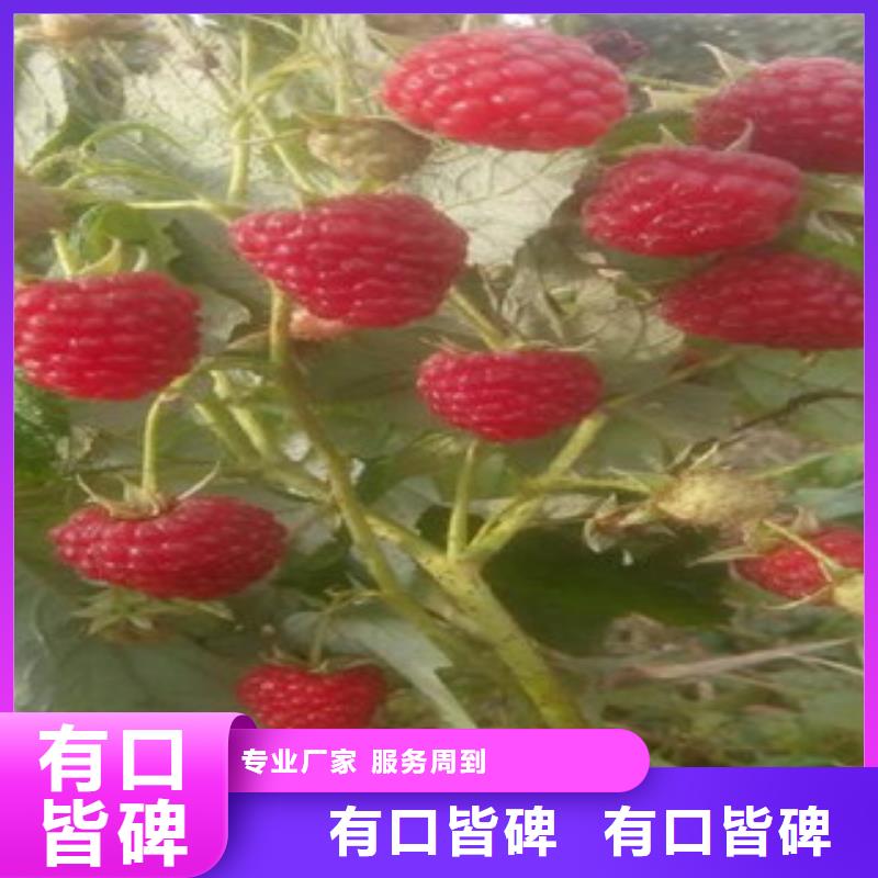 发货速度快的树莓苗经销商本地供应商