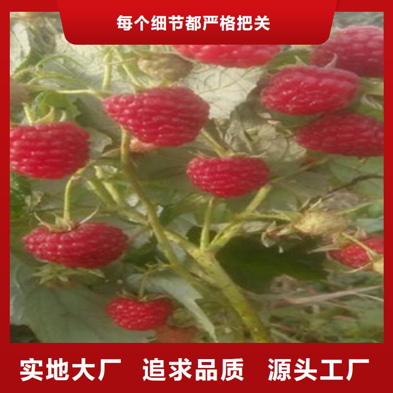 树莓苗行内优选