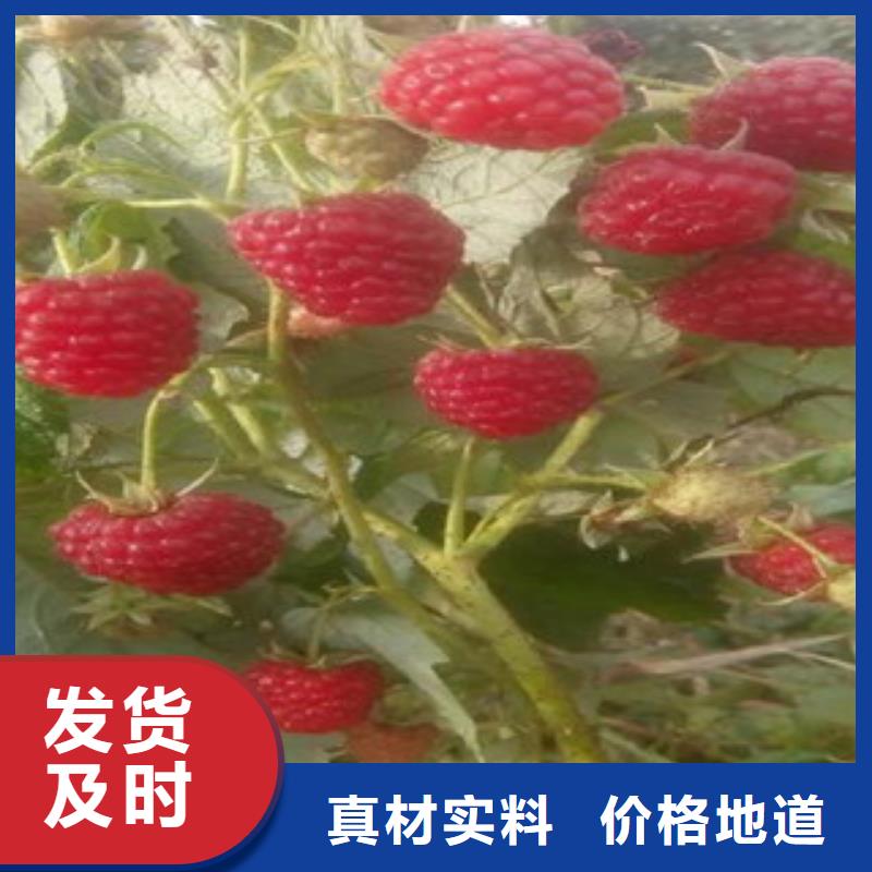供应树莓苗_品牌厂家