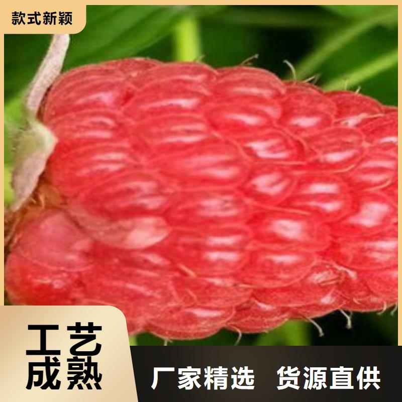 树莓苗现货采购