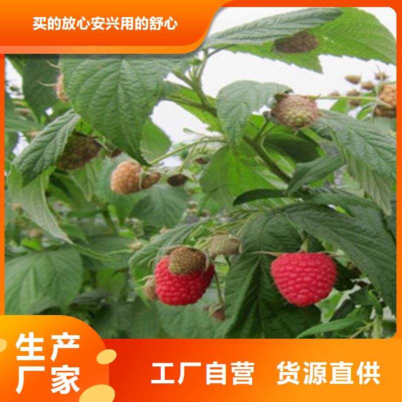 樹莓苗供應商[當地]品牌