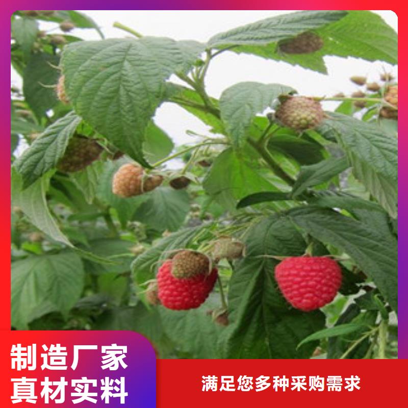 树莓苗-客户一致好评品质不将就