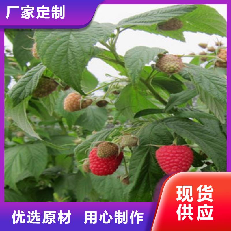 树莓苗实力厂商