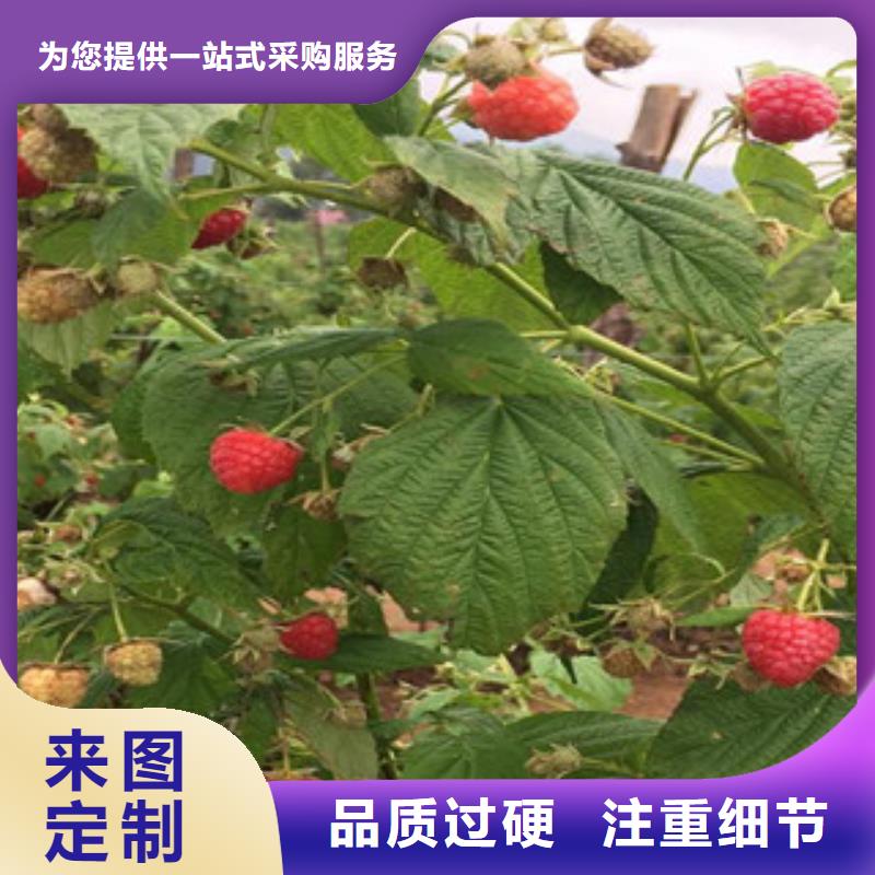 树莓苗_欢迎您的图文介绍