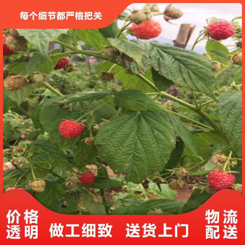 有现货的树莓苗公司